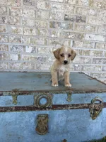 Bambi, a female Miniature Labradoodle for sale in Bowling Green, KY – 5 of 6