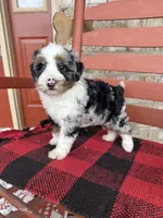 Ollie, a male Miniature Bernedoodle for sale in Bowling Green, KY – Photo 8 of 9
