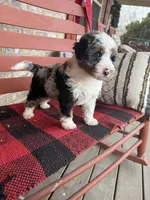 Ollie, a male Miniature Bernedoodle for sale in Bowling Green, KY – Photo 5 of 9