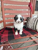 Ollie, a male Miniature Bernedoodle for sale in Bowling Green, KY – Photo 6 of 9