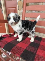 Ollie, a male Miniature Bernedoodle for sale in Bowling Green, KY – Photo 9 of 9