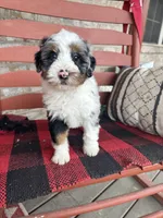 Ollie, a male Miniature Bernedoodle for sale in Bowling Green, KY – Photo 3 of 9