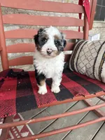 Ollie, a male Miniature Bernedoodle for sale in Bowling Green, KY – Photo 4 of 9