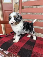 Ollie, a male Miniature Bernedoodle for sale in Bowling Green, KY – Photo 7 of 9