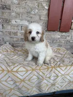 Bougie, a female Miniature Bernedoodle for sale in Bowling Green, KY – 6 of 6