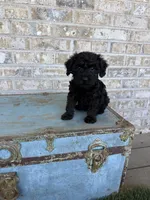 Bonnie, a female Miniature Labradoodle for sale in Bowling Green, KY – 4 of 10