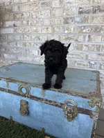 Bonnie, a female Miniature Labradoodle for sale in Bowling Green, KY – 8 of 10