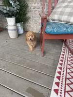 Tabby, a female Miniature Labradoodle for sale in Bowling Green, KY – 3 of 6