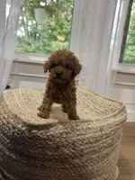 Silas, a male Cavapoo for sale in Bowling Green, KY – 6 of 6
