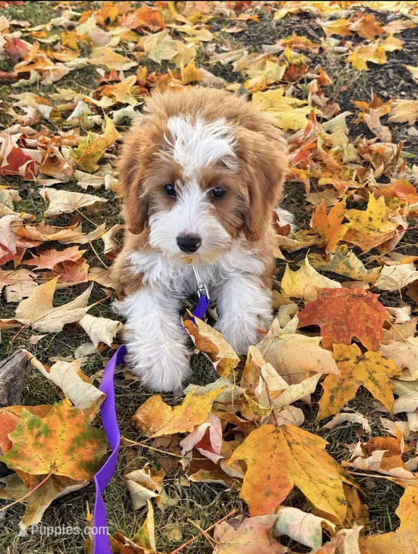 Dolly – Miniature Bernedoodle puppy for sale in Bowling Green, KY
