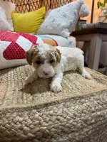 Cooper, a male Cavapoo for sale in Bowling Green, KY – Photo 5 of 6