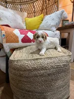 Cooper, a male Cavapoo for sale in Bowling Green, KY – Photo 2 of 6