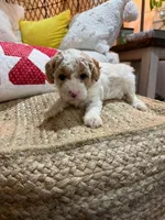 Cooper, a male Cavapoo for sale in Bowling Green, KY – Photo 3 of 6