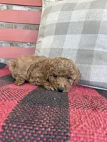 Trixie, a female Miniature Labradoodle for sale in Bowling Green, KY – 3 of 5
