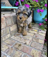 Duke, a male Miniature Bernedoodle for sale in Bowling Green, KY – 2 of 5
