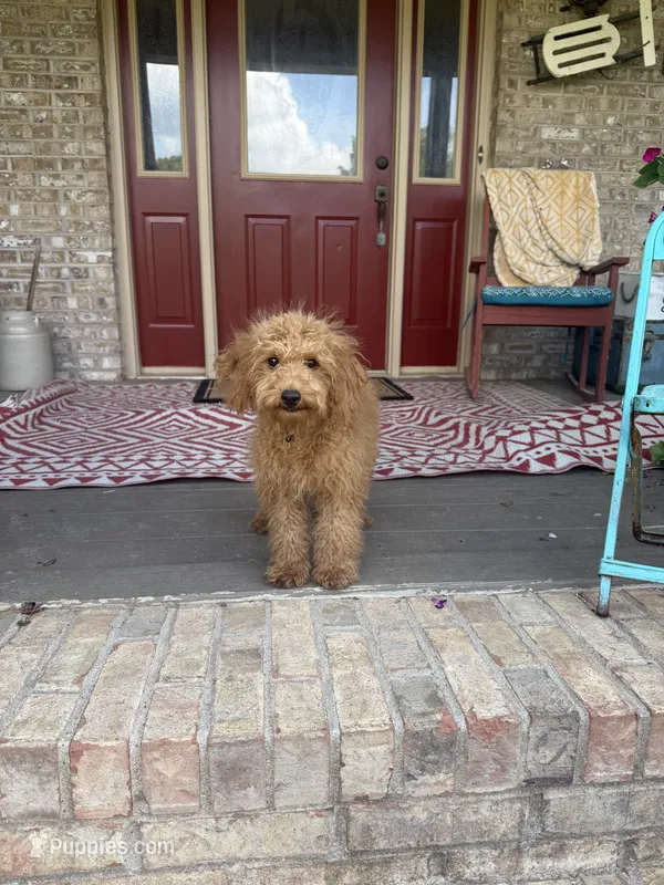 Trixie – Miniature Labradoodle puppy for sale in Bowling Green, KY