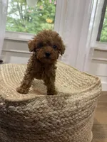 Silas, a male Cavapoo for sale in Bowling Green, KY – 4 of 6