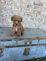 Bentley , a male Miniature Labradoodle for sale in Bowling Green, KY – 7 of 7