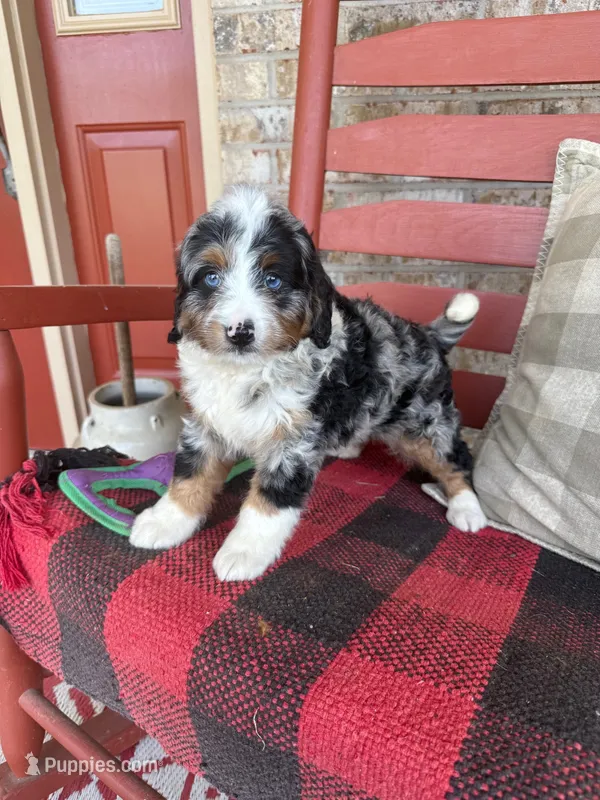 Blue – Miniature Bernedoodle puppy for sale in Bowling Green, KY