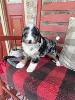 Blue, a male Miniature Bernedoodle for sale in Bowling Green, KY – 1 of 5