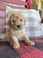 Tucker, a male Miniature Labradoodle for sale in Bowling Green, KY – 3 of 6