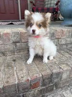 Bailey, a female Pomsky for sale in Bowling Green, KY – 4 of 6