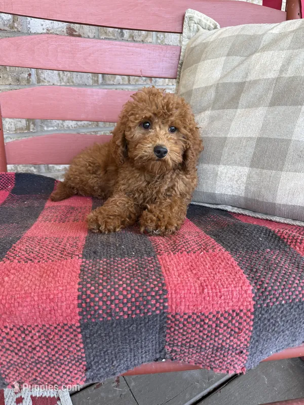 Marley – Miniature Labradoodle puppy for sale in Bowling Green, KY