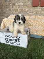 Bee, a female Miniature Bernedoodle for sale in Bowling Green, KY – 2 of 6