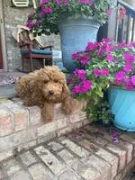 Terri, a female Miniature Labradoodle for sale in Bowling Green, KY – 5 of 7
