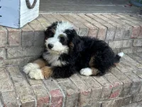 Biscuit, a male Miniature Bernedoodle for sale in Bowling Green, KY – 7 of 7