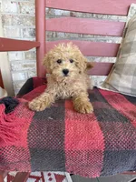 Mario, a male Miniature Labradoodle for sale in Bowling Green, KY – 2 of 2