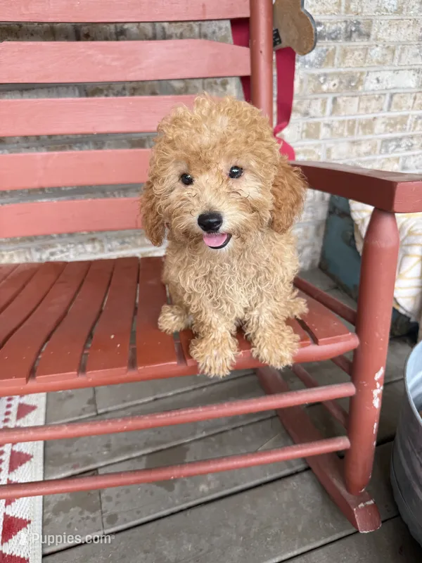 Tabby – Miniature Labradoodle puppy for sale in Bowling Green, KY