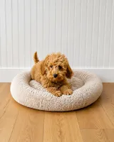 Trixie, a female Miniature Labradoodle for sale in Bowling Green, KY – 1 of 4