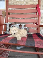 Monty, a male Miniature Labradoodle for sale in Bowling Green, KY – Photo 1 of 5