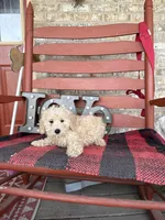 Monty, a male Miniature Labradoodle for sale in Bowling Green, KY – Photo 2 of 5