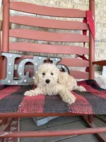 Monty, a male Miniature Labradoodle for sale in Bowling Green, KY – Photo 3 of 5