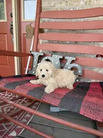 Monty, a male Miniature Labradoodle for sale in Bowling Green, KY – Photo 5 of 5