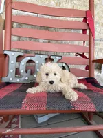 Monty, a male Miniature Labradoodle for sale in Bowling Green, KY – Photo 4 of 5