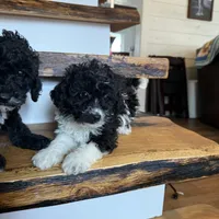 Chase, a male Cavapoo for sale in Bowling Green, KY – Photo 1 of 5