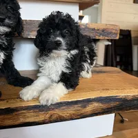 Chase, a male Cavapoo for sale in Bowling Green, KY – Photo 2 of 5