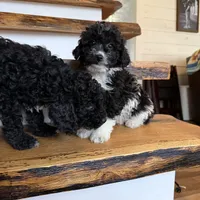 Chase, a male Cavapoo for sale in Bowling Green, KY – Photo 5 of 5
