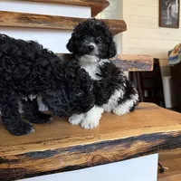 Chase, a male Cavapoo for sale in Bowling Green, KY – Photo 4 of 5