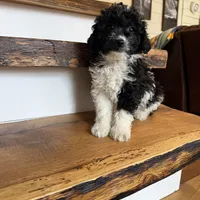 Chase, a male Cavapoo for sale in Bowling Green, KY – Photo 3 of 5