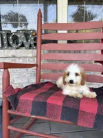 Bailey, a female Miniature Bernedoodle for sale in Bowling Green, KY – 8 of 8