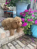 Terri, a female Miniature Labradoodle for sale in Bowling Green, KY – 7 of 7