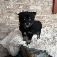 Paisley, a female Pomsky for sale in Bowling Green, KY – Photo 1 of 5