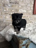 Paisley, a female Pomsky for sale in Bowling Green, KY – Photo 1 of 5