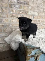 Paisley, a female Pomsky for sale in Bowling Green, KY – Photo 4 of 5