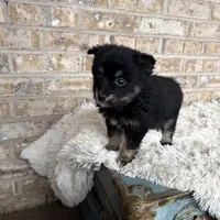 Paisley, a female Pomsky for sale in Bowling Green, KY – Photo 3 of 5