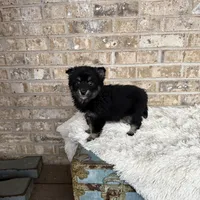 Paisley, a female Pomsky for sale in Bowling Green, KY – Photo 2 of 5